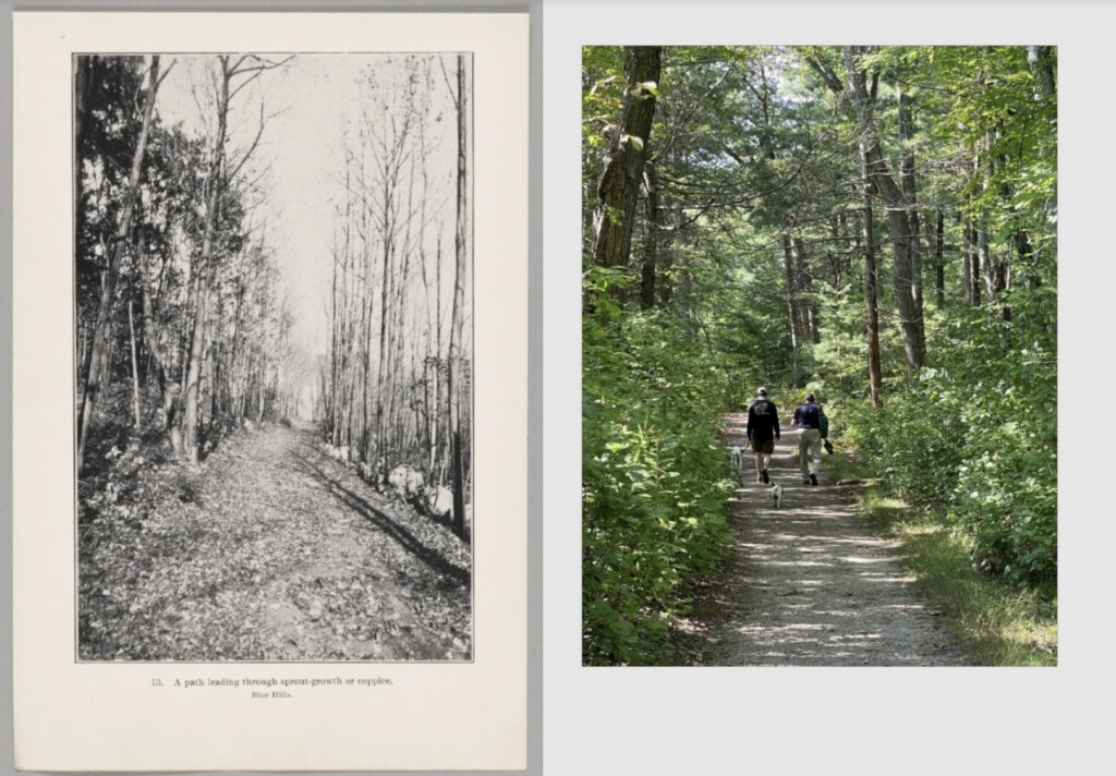 Forests Are Cultural Constructs